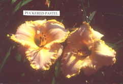 Puckered Pastel